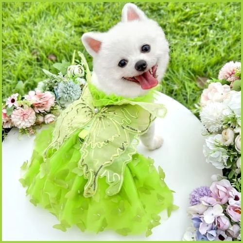 Déguisement-papillon-pour-chien-bichon