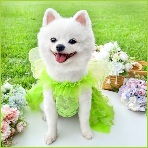 Déguisement-papillon-pour-chien-parc