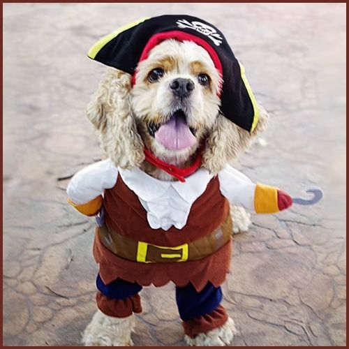 Déguisement-pirate-pour-chien-hochet