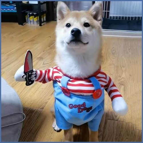 Déguisement-poupée-terrifiante-pour-chien-shiba_inu