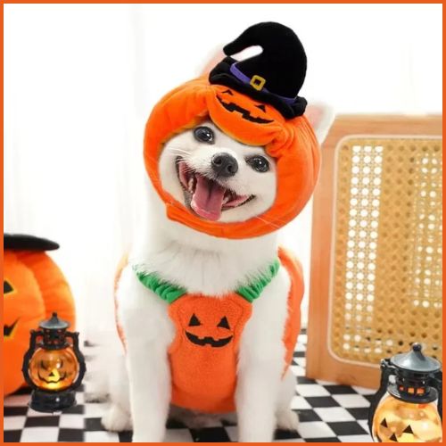 Deguisement-citrouille-pour-chien