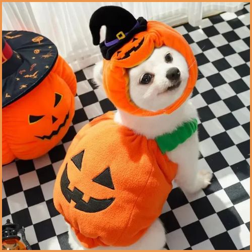 Deguisement-citrouille-pour-chien_halloween