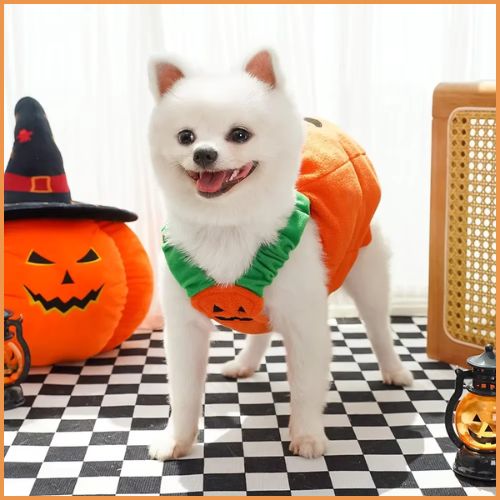 Deguisement-citrouille-pour-chien_taille-tissu-polaire