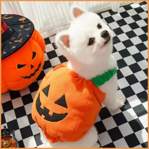 Deguisement-citrouille-pour-chien_orange