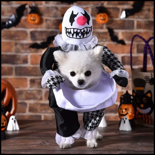 Déguisement-clown-pour-chien-blanc