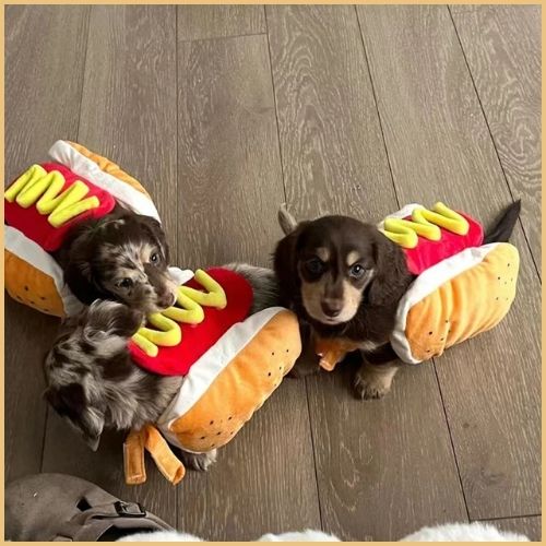 Deguisement-hot-dog-pour-chien-petit