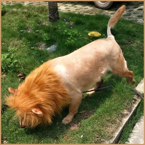 Deguisement-lion-pour-chien_lion
