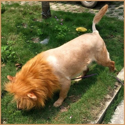 Deguisement-lion-pour-chien_lion