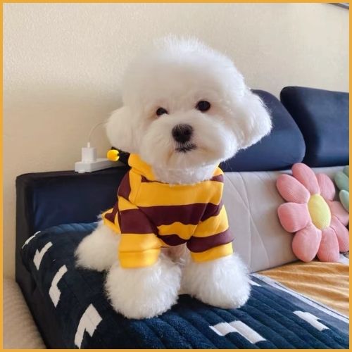 Deguisement-pour-petit-chien-en-abeille-bichon