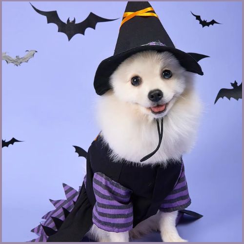 Déguisement-sorcière-pour-chien-noir