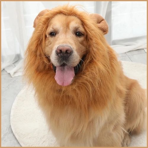 Deguisement-lion-pour-chien-beige