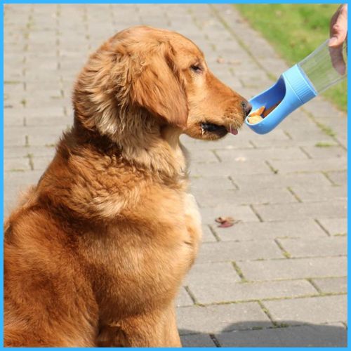 Gourde-chien-pour-promenade-anti-fuite-avec-abreuvoir-bleu-croquette