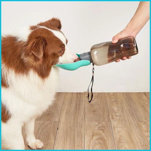 Gourde-chien-800-ml-avec-abreuvoir-pratique-pour-balades-eau