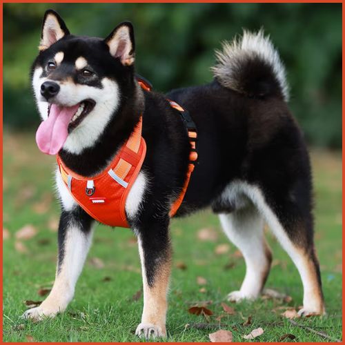 Harnais-anti-traction-chien_léger-et-respirant-orange