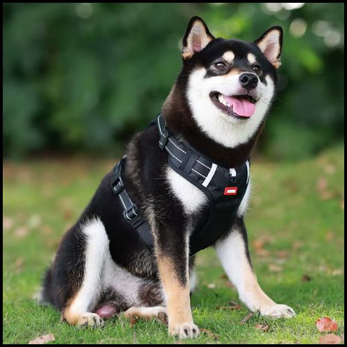 Harnais-anti-traction_chien_léger-et-respirant-noir