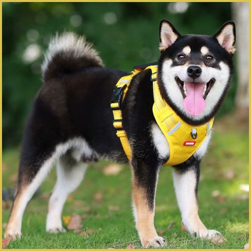 Harnais-anti_traction-chien_léger-et-respirant-jaune-shiba-inu