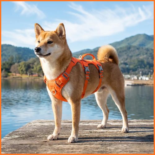 Harnais-chien-Shiba-Inu-triple-attache-securisee-orange