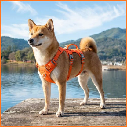 Harnais-chien-Shiba-Inu-triple-attache-securisee-orange