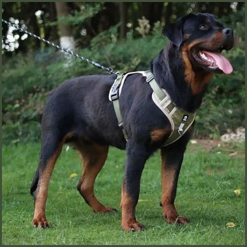 Harnais-chien-anti-traction-double-attache-vert-kaki