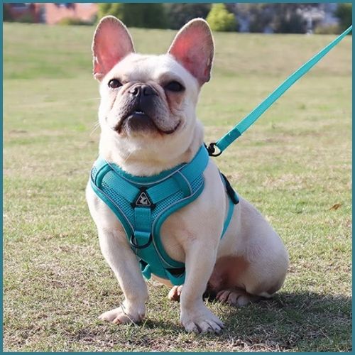 Harnais-chien-en-y-léger-pour-plus-de-liberté-turquoise