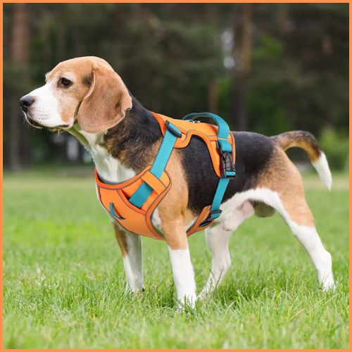 Harnais-chien-respirant-et-réglable-pour-le-quotidien_orange