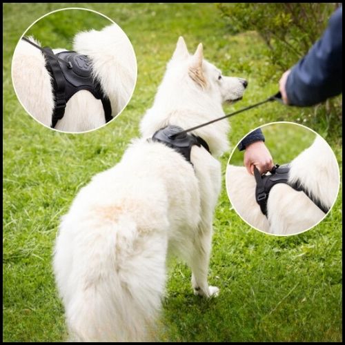 Harnais-chien_avec-laisse-intégrée-noir