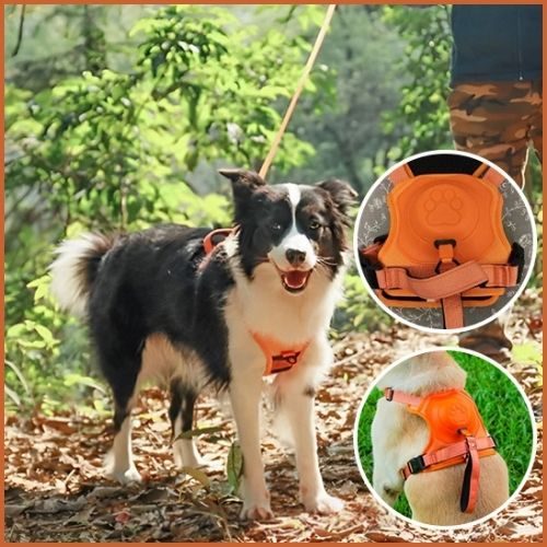 Harnais-chien_avec-laisse-intégrée-orange