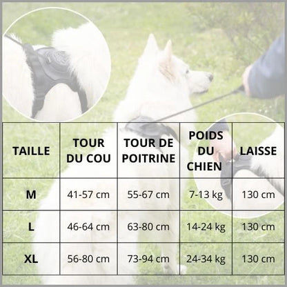 Harnais-chien_tailles