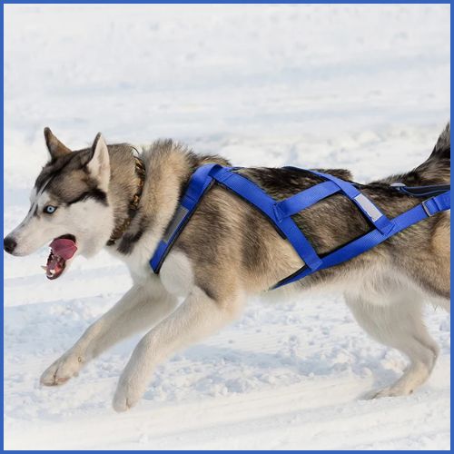 Harnais-de-traction-pour-chien-idéal-traîneau-et-skijoring-bleu