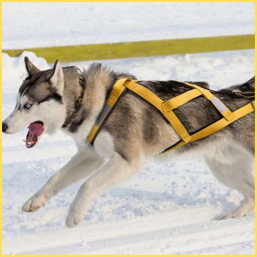 Harnais-de-traction-pour-chien-idéal-traîneau-et-skijoring-jaune