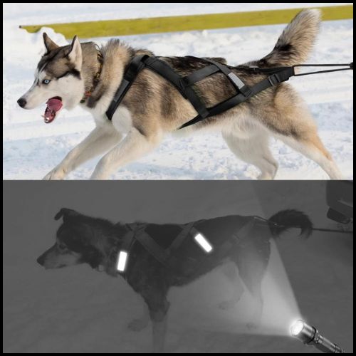 Harnais-de-traction-pour-chien-idéal-traîneau-et-skijoring-noir