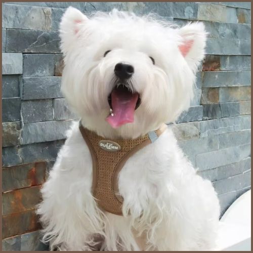 Harnais-petit-chien_doux-et-respirant-marron