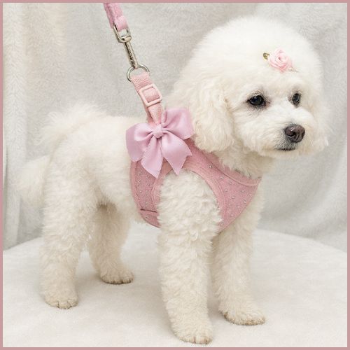 Harnais-petit-chien_papillon