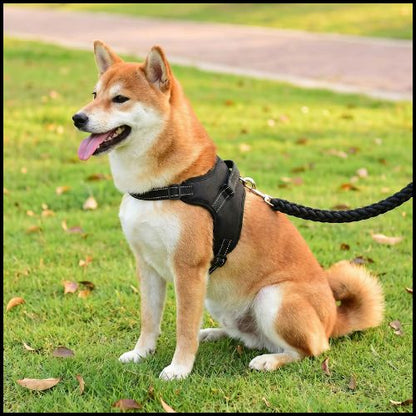 Harnais-pour-chien-Shiba-inu-réglable-et-rembourré-noit