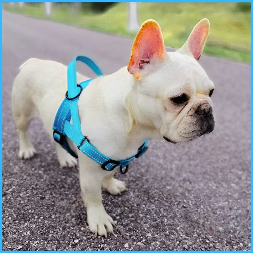 Harnais-pour-chien-avec-attache-dorsale-et-ventrale-bleu