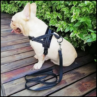 Harnais-pour-chien-avec-attache-dorsale-et-ventrale-