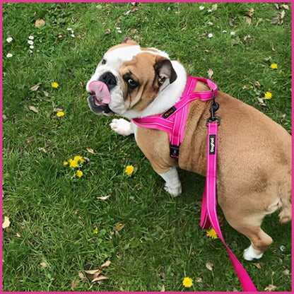 Harnais-pour-chien-en-H-à-double-attache-rose