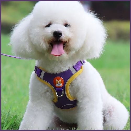 Harnais-pour-chien-petit-et-moyen-léger-et-double-attache-violet-jaune