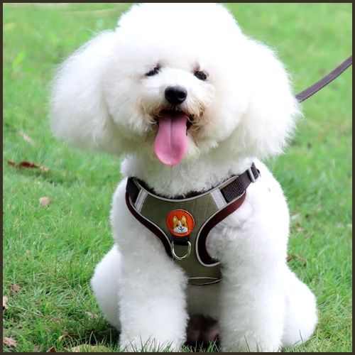 Harnais-pour-chien-petit-et-moyen-léger-et-double-attache-beige