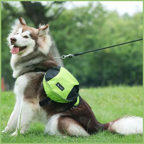 Harnais-pour-chien_jaune-husky