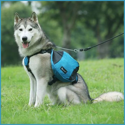 Harnais-pour-chien_randonnée-avec-double-sacoche-husky-bleu