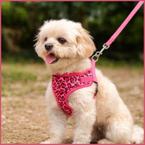 Harnais-pour-petit-chien_motif-léopard-ajustable-rose