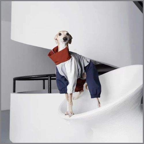 Imperméable-chien-coupe-vent-gris-levrier