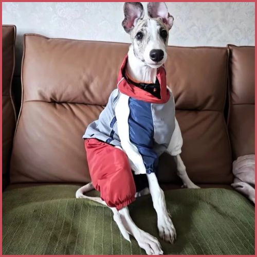 Imperméable-chien_coupe-vent-bordeaux