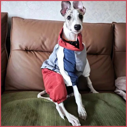 Imperméable-chien_coupe-vent-bordeaux