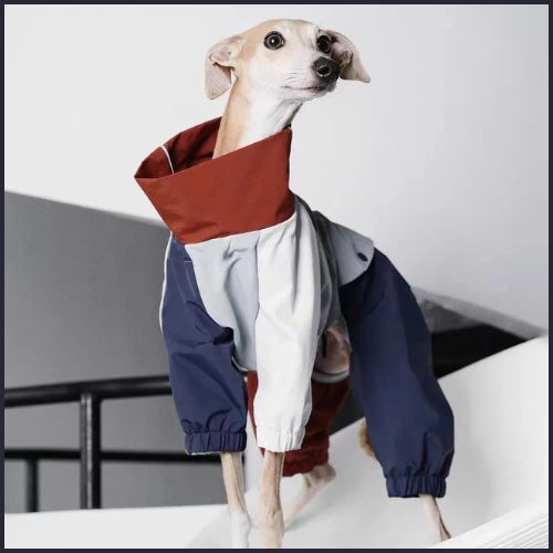 Imperméable-chiencoupe-vent-gris