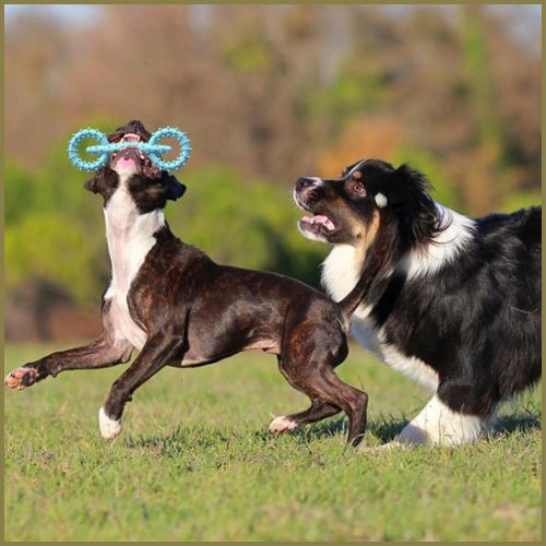 Jouet-pour-chien-anneau-à-mâcher-hygiène-dentaire