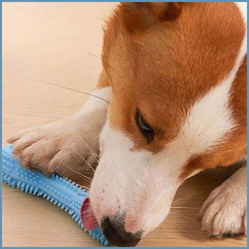 Jouet-pour-chien-bâton-dentaire-en-caoutchouc-souple-bleu