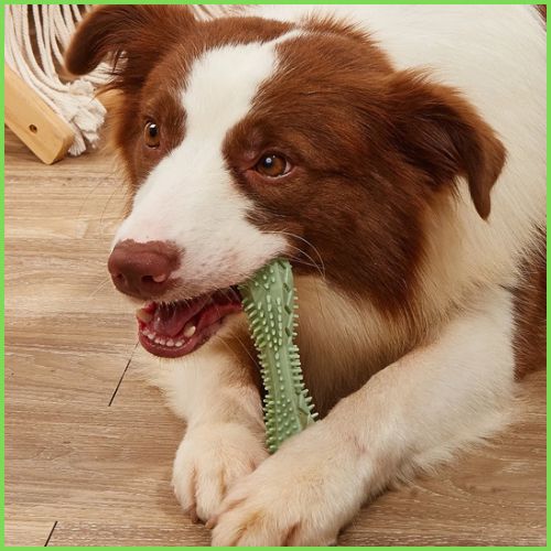 Jouet-pour-chien-bâton-dentaire-en-caoutchouc-souple_vert