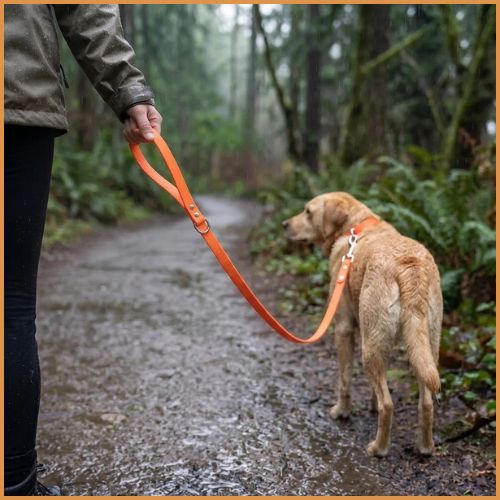 Laisse-biothane-imperméable-pour-chien-orange